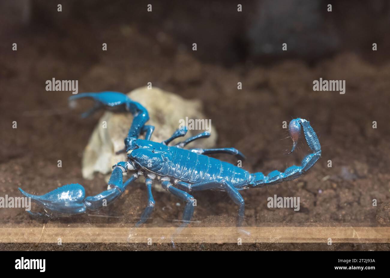 Close-up of Emperor Scorpion under blacklight. The Emperor Scorpion glows blue under blacklight. Stock Photo