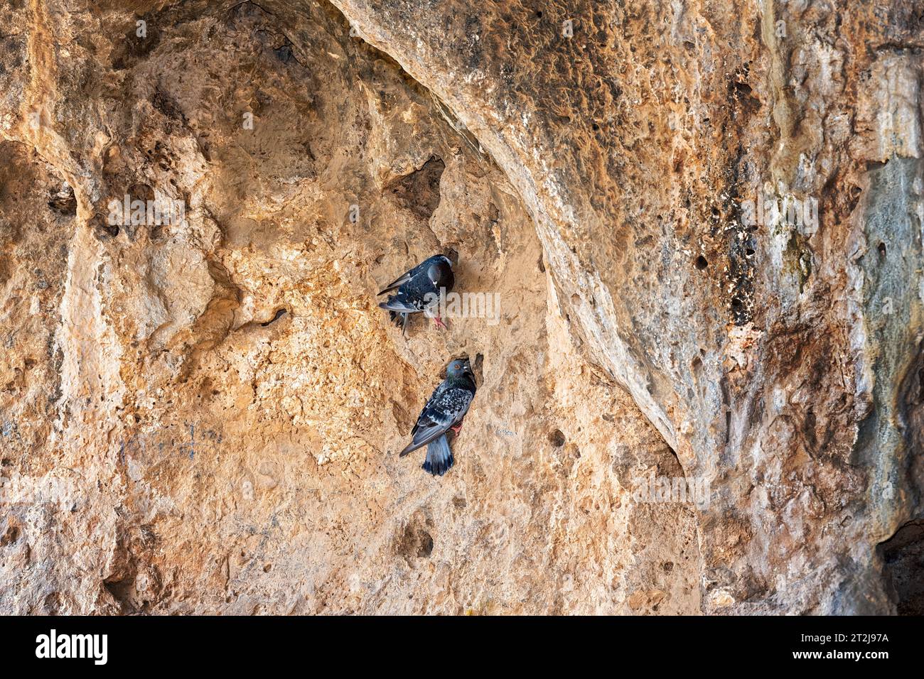 Pigeons nesting in a cave wall, Mahal Neharot preserve, Israel Stock Photo