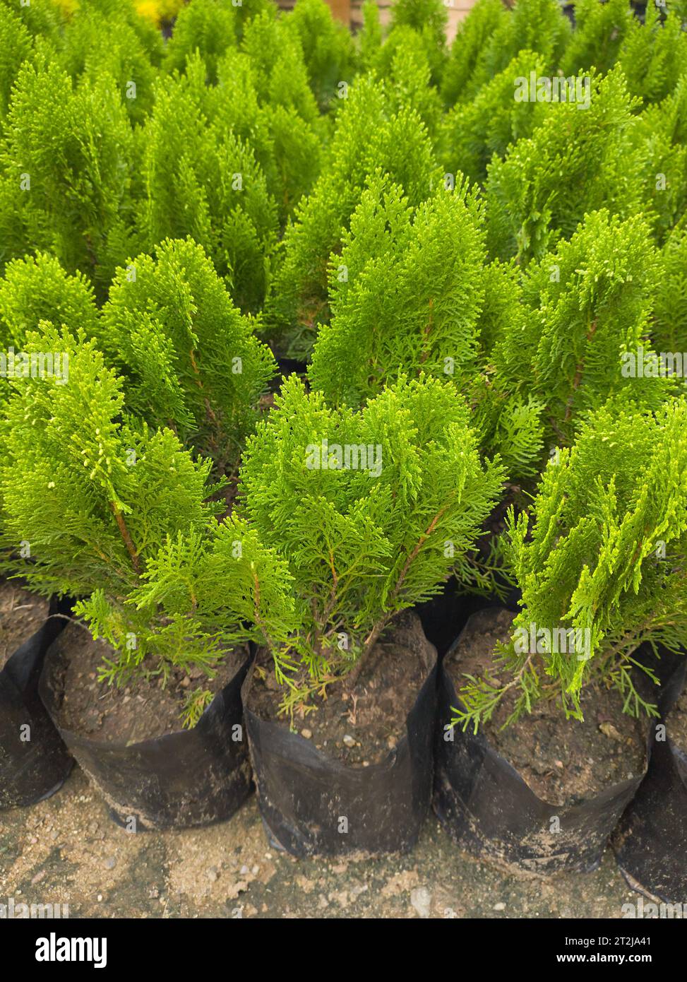 close-up of young cypress plants in grow bags, plant nursery in the garden taken in selective focus Stock Photo