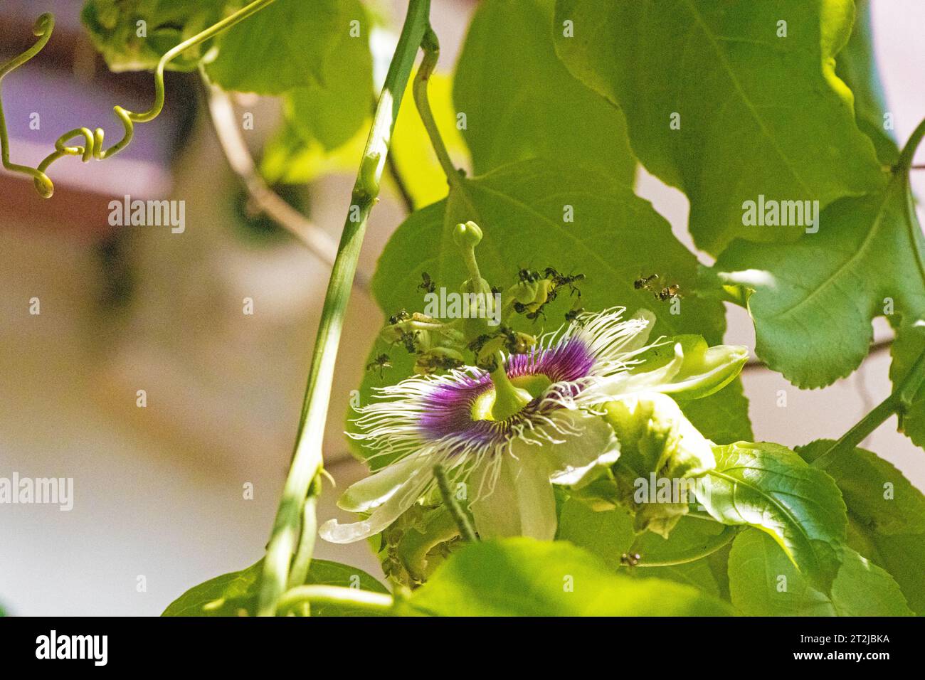 Passion fruit flower pollination done by honeybees. Stingless honey