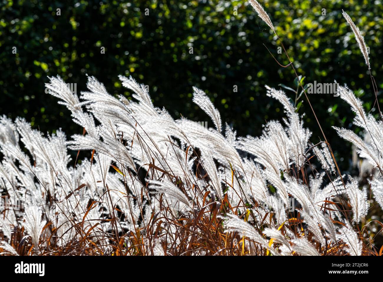 Autumn sunshine backlights reed seedheads. Slimbridge WWT Stock Photo ...