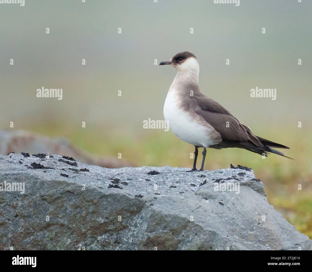 Arctic Skua resting on rock in lava field and tundra, Iceland, stercorarius parasiticus Stock Photo
