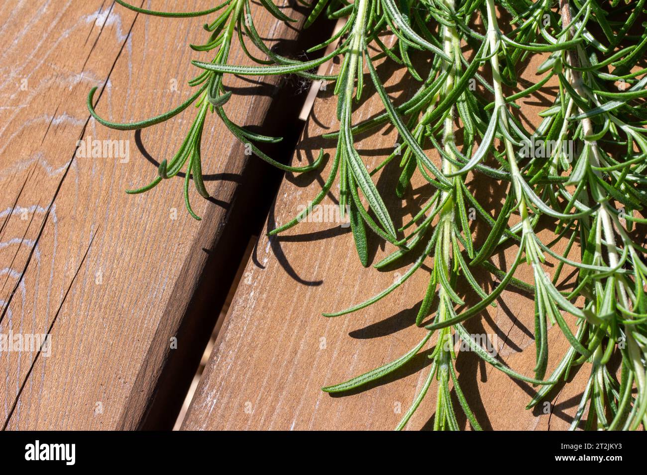 Full frame macro texture view of sprigs of rosemary herb needle leaves on a cedar wood plank background Stock Photo
