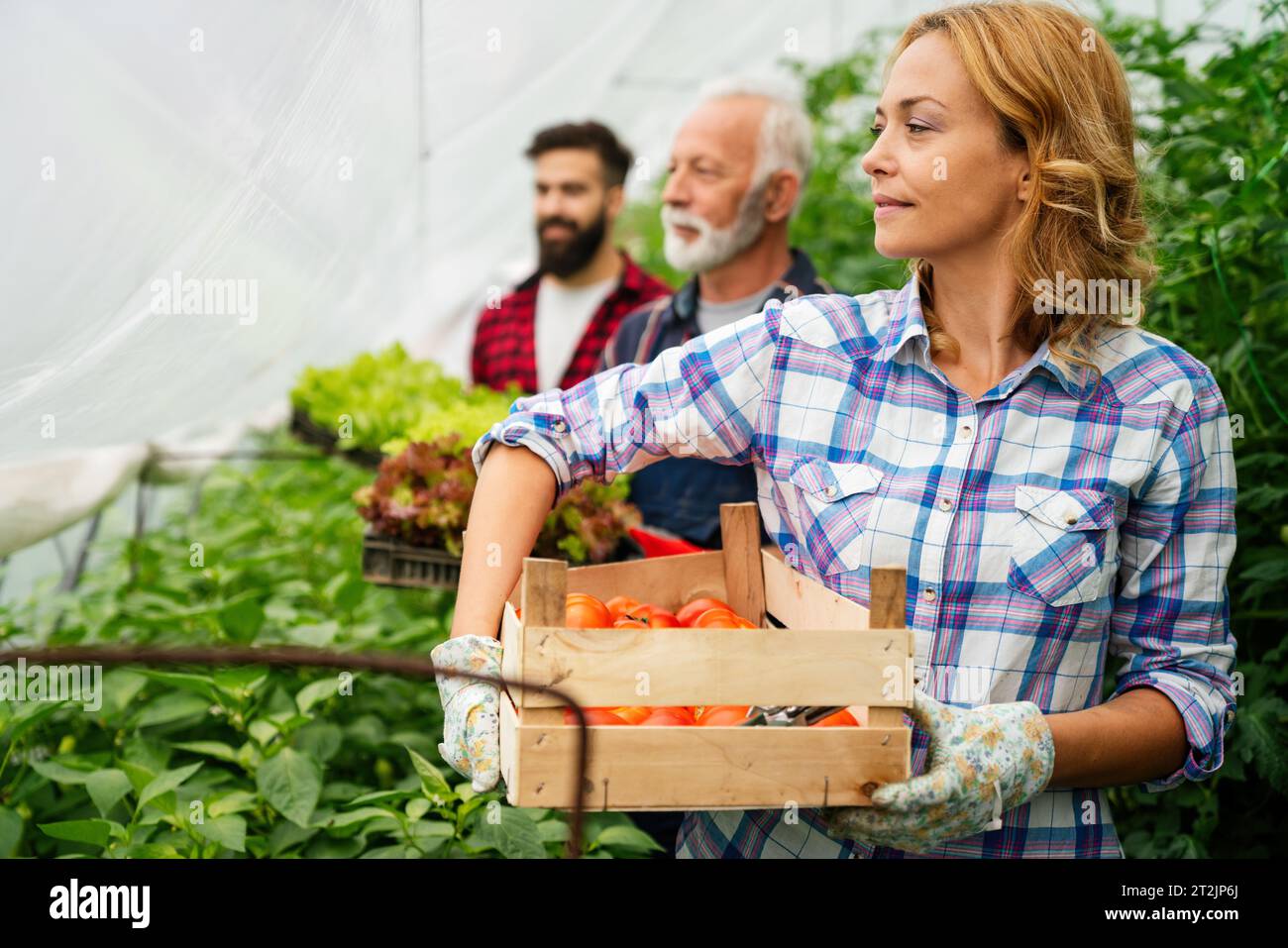 Team of multicultural male and female farmers harvesting and working in