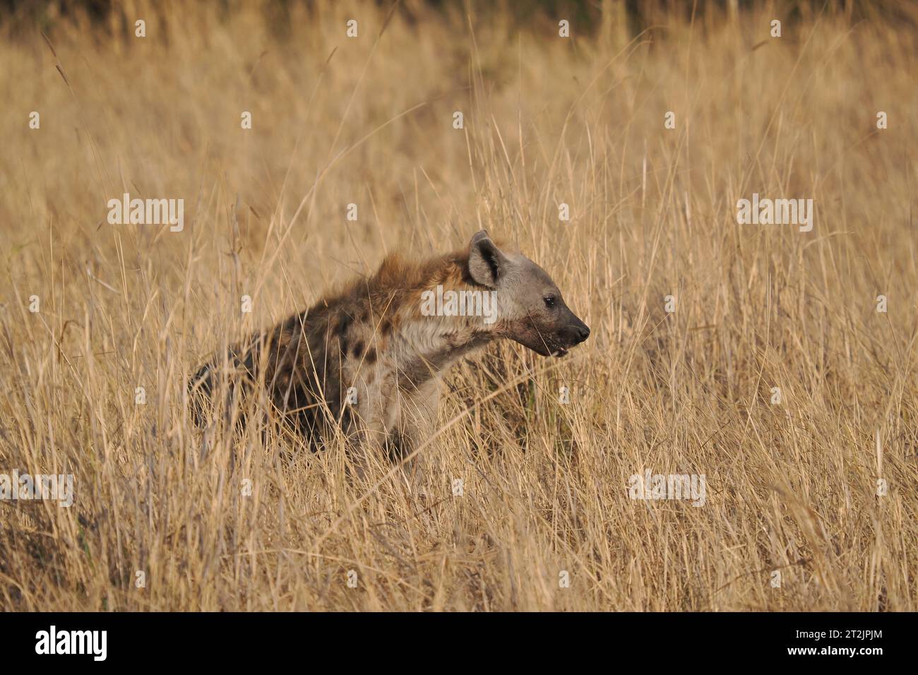 This spotted hyena had found some carrion it was eating, but was frequently observing its environment for danger. Stock Photo