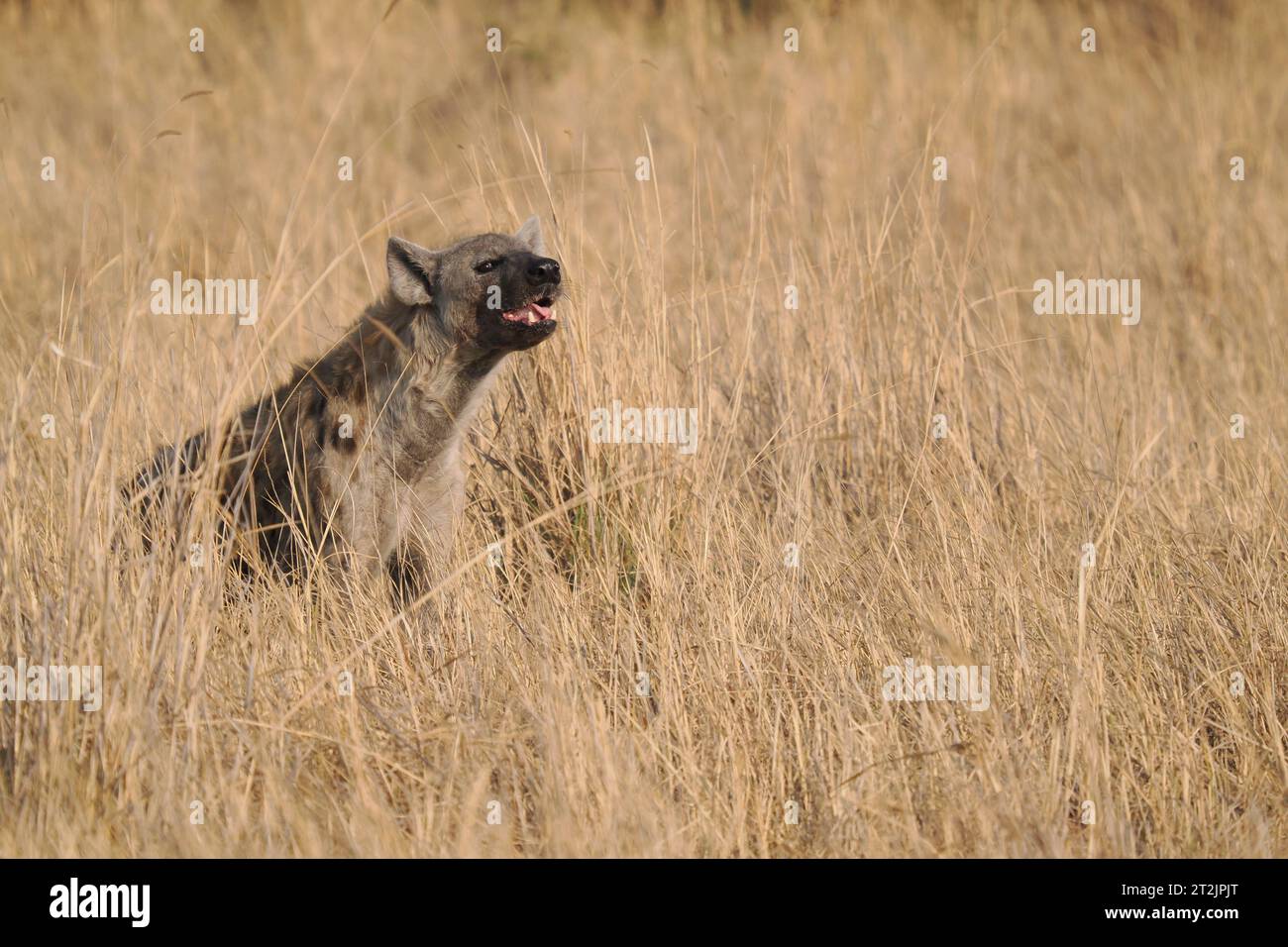 This spotted hyena had found some carrion it was eating, but was frequently observing its environment for danger. Stock Photo
