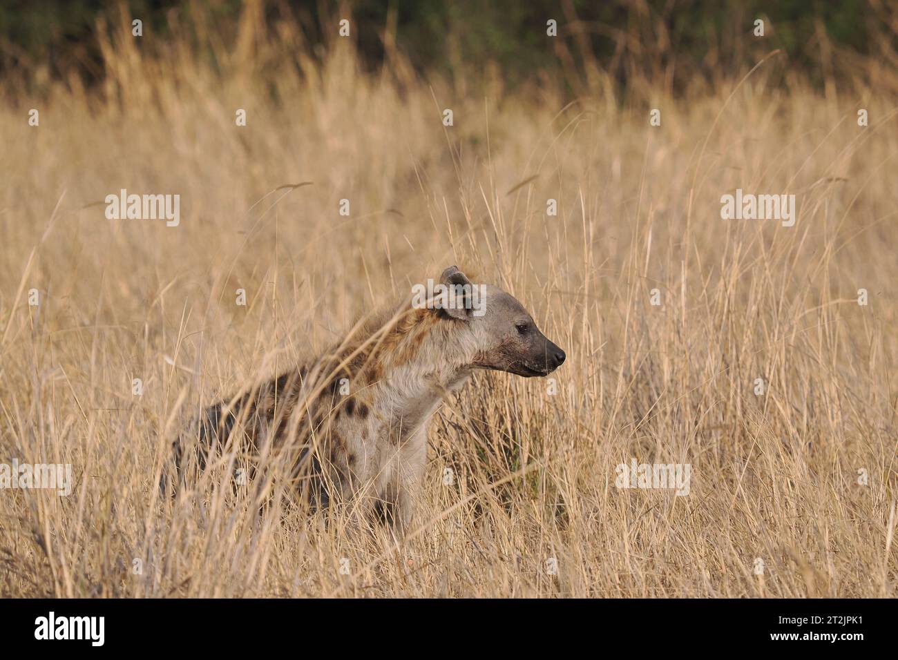 This spotted hyena had found some carrion it was eating, but was frequently observing its environment for danger. Stock Photo