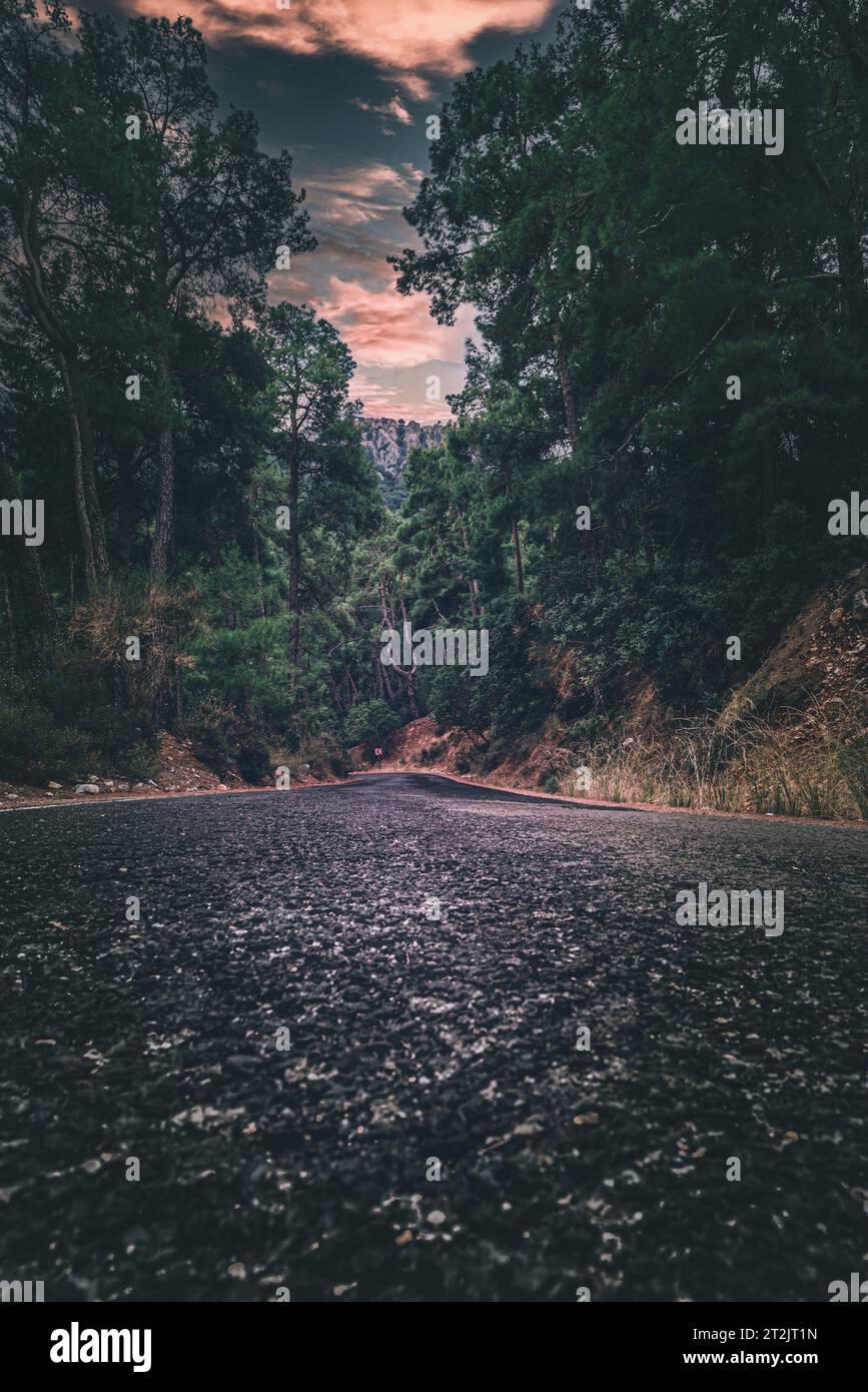 Asphalt road through autumn forest at sunrise Stock Photo - Alamy