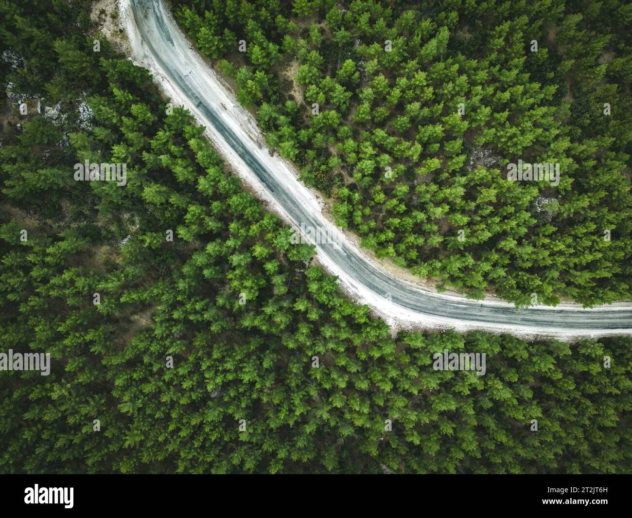 Aerial view of forest road with pine trees on both sides in autumn Stock Photo