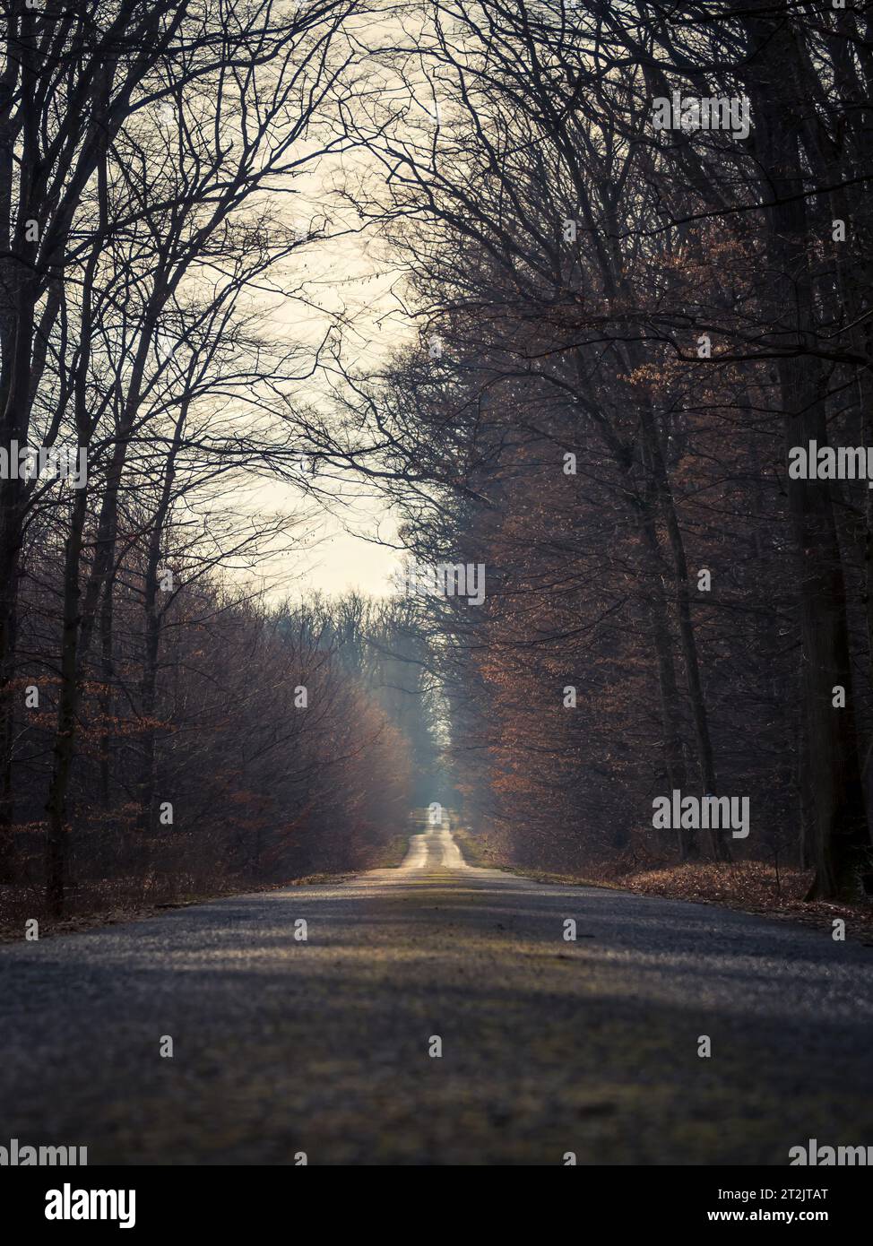 Empty straight dark forest asphalt road going to the distance, autumn ...