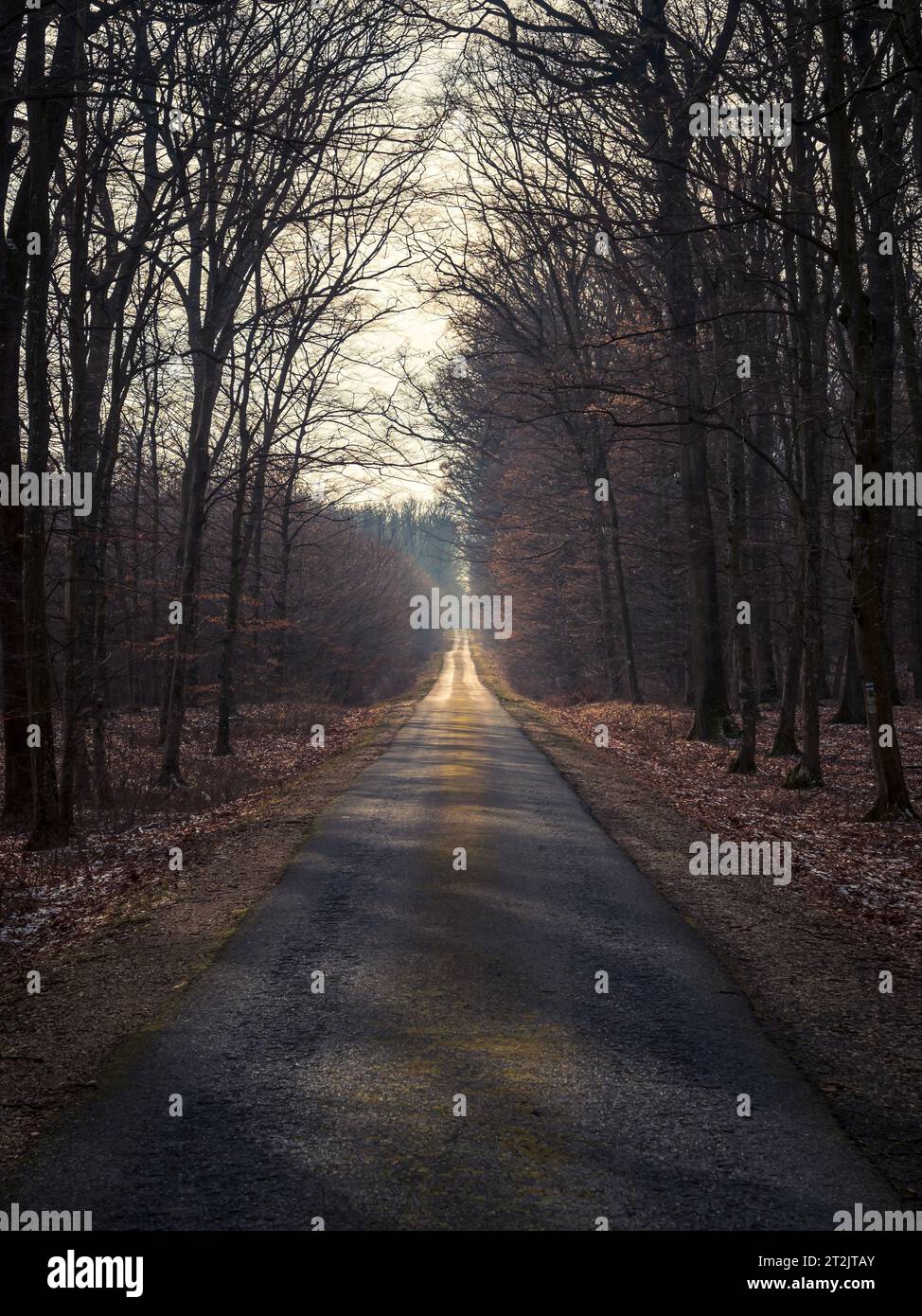 Empty straight dark forest asphalt road going to the distance, autumn ...