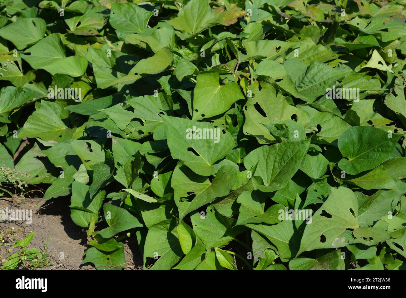 Sweet Potato Vine: Grow and Care for Ipomoea Batatas.  Growing sweet potato, ipomoea batatas plant in vegetable garden. Stock Photo
