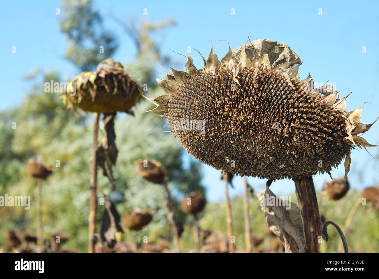 Dried sunflower heads ready for harvesting. Sunflower heads should dry in about two to four weeks. The larger the flower the longer the drying time Stock Photo