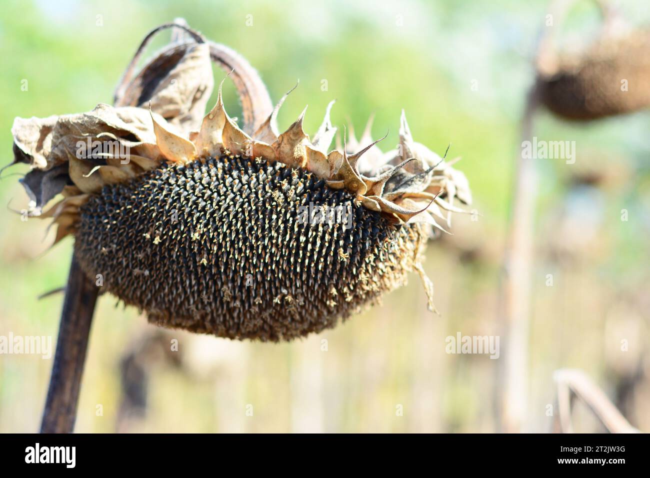 Drying sunflower heads for harvesting. Sunflower heads as a sunflower seeds oil concept. Stock Photo