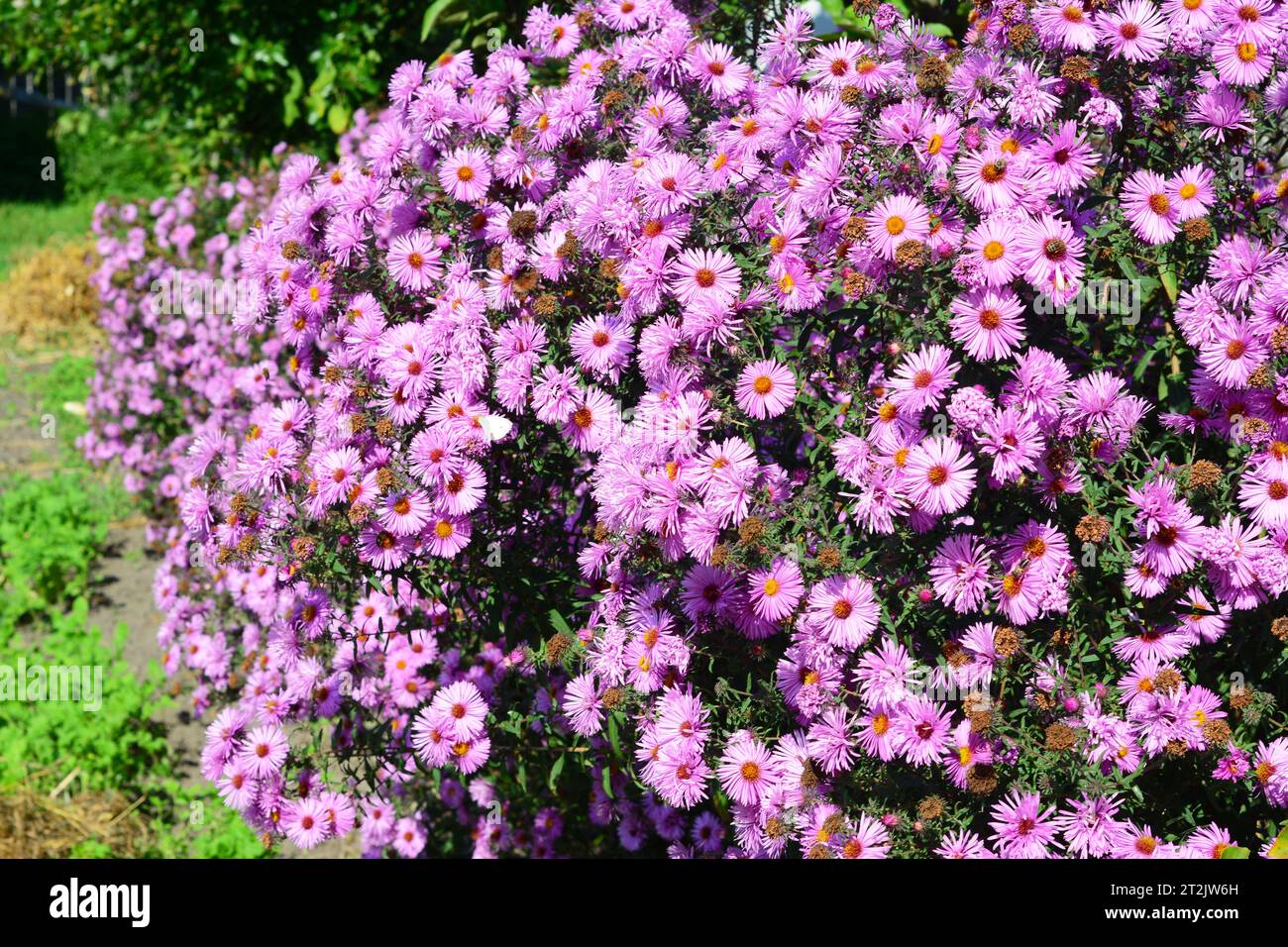 Tansy leaf aster (Machaeranthera tanacetifolia), pink aster dumosus, bushy aster colorful autumn garden background. Stock Photo