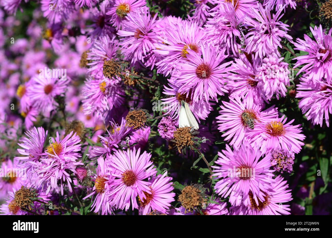 A close-up on a pink aster dumosus flowering plant, tansy leaf aster (Machaeranthera tanacetifolia), bushy aster richly blooming in autumn. Gardening Stock Photo