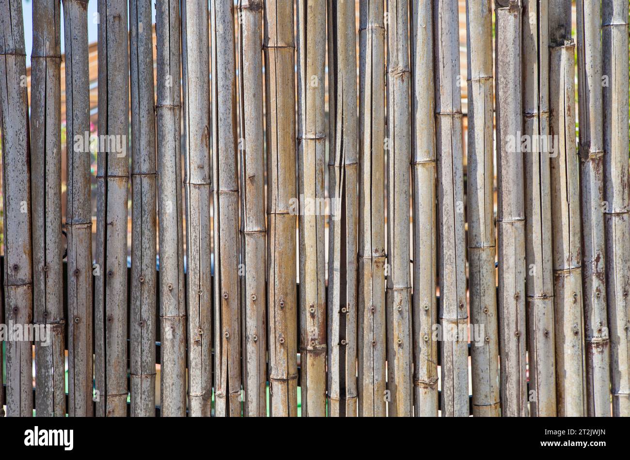 Fence built with spanish cane stems. Close up Stock Photo