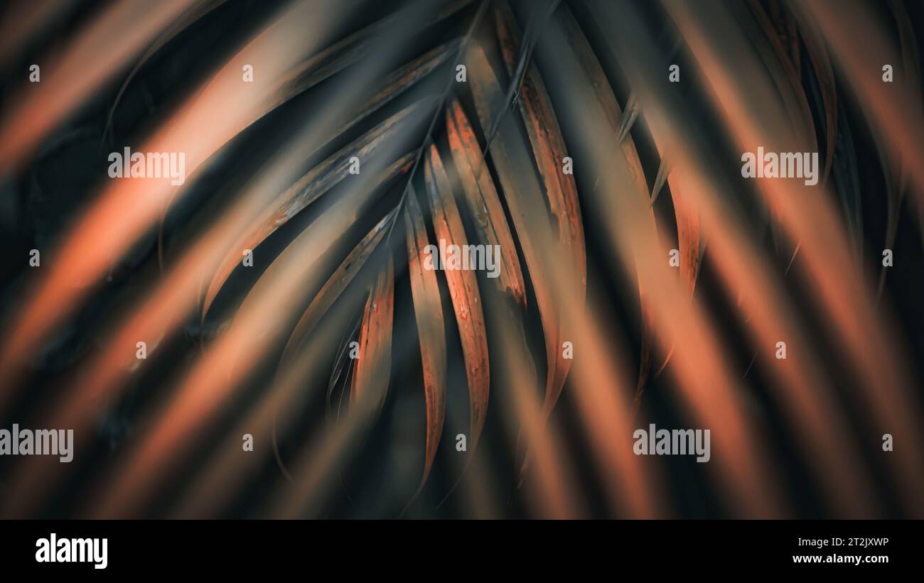 Gold Green Palm Leaf Background. Nature Background. Macro Photography. Closeup Stock Photo
