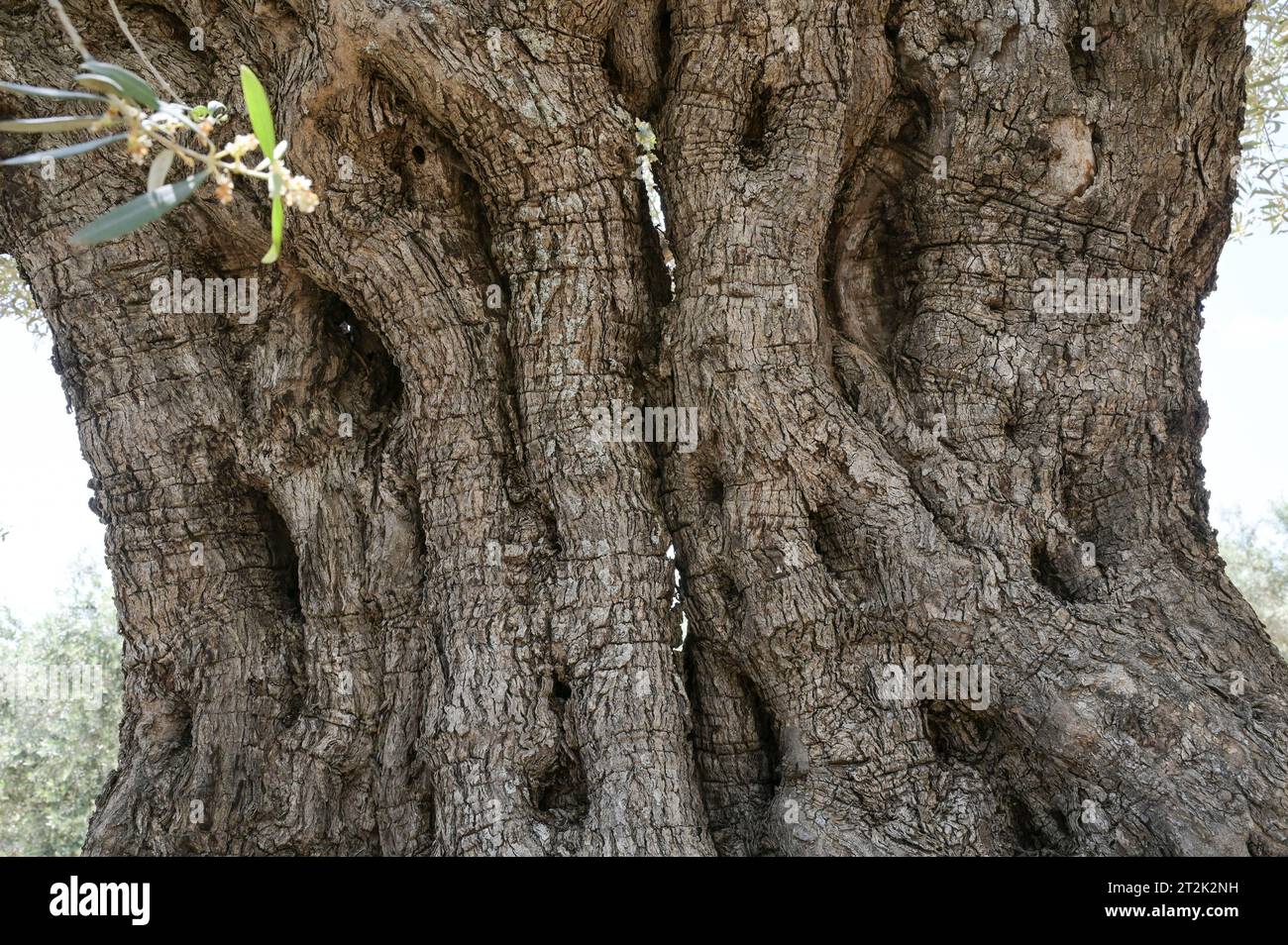 PALESTINE, Jenin, olive farming, 2000 year old olive tree from Roman empire era / PALÄSTINA, Jenin, Oliven Anbau, 2000 Jahre alter Olivenbaum aus der römischen Zeit Stock Photo