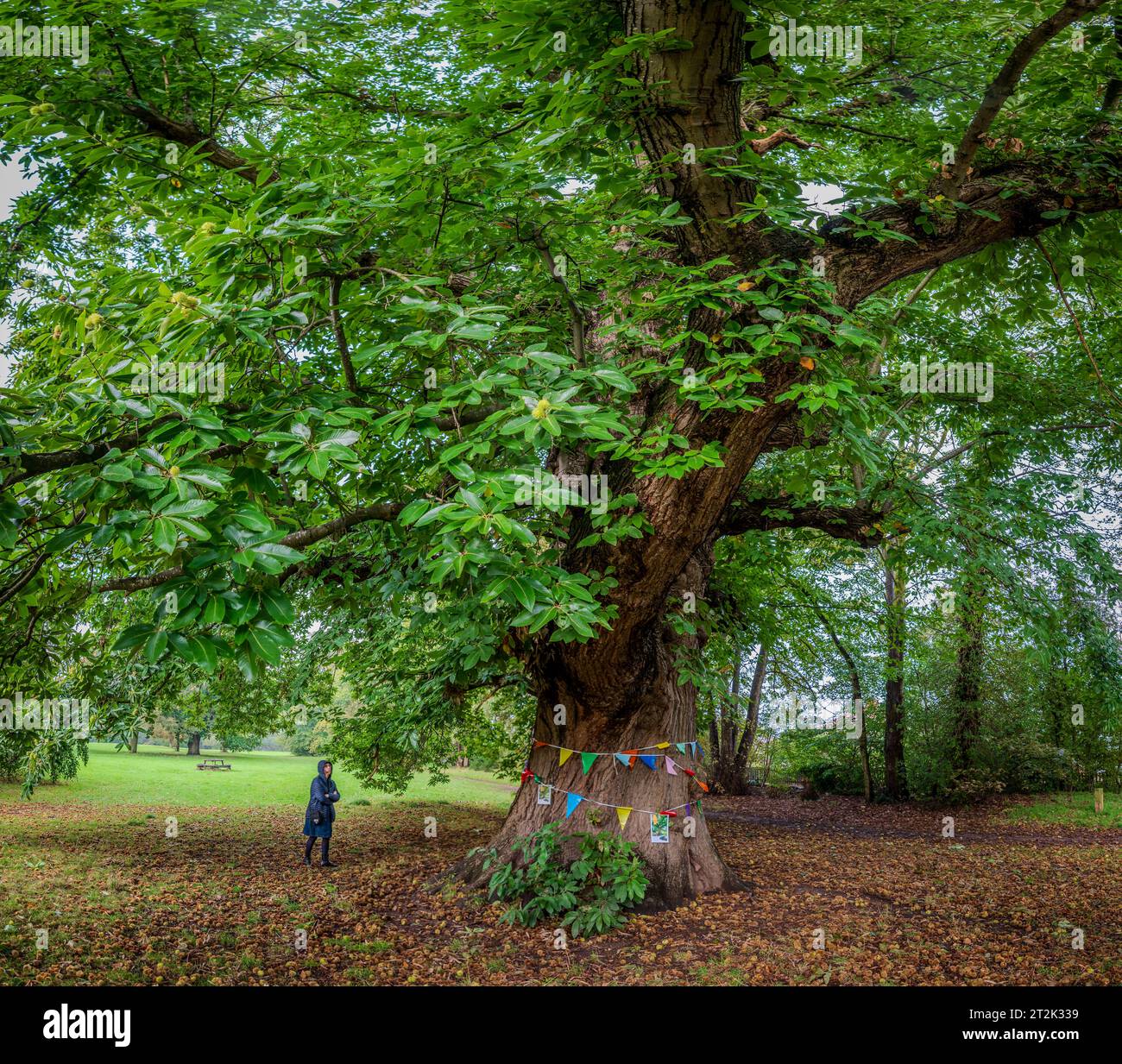 The sweet chestnut tree that has been voted tree of the year for 2023