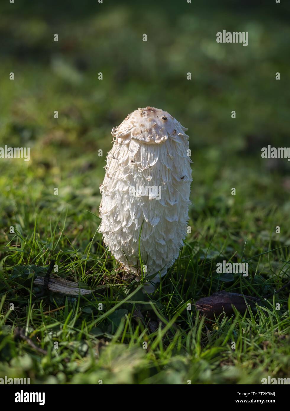Shaggy Inkcap fungus just about to open in Sussex countryside. Stock Photo
