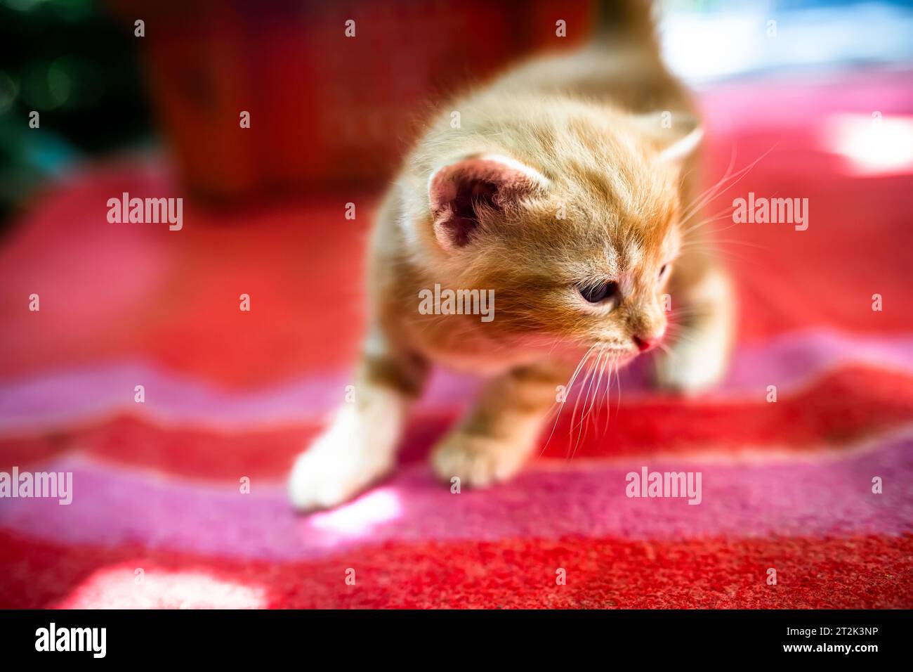 The first steps of a newborn kitten. Abandoned kittens looking for a