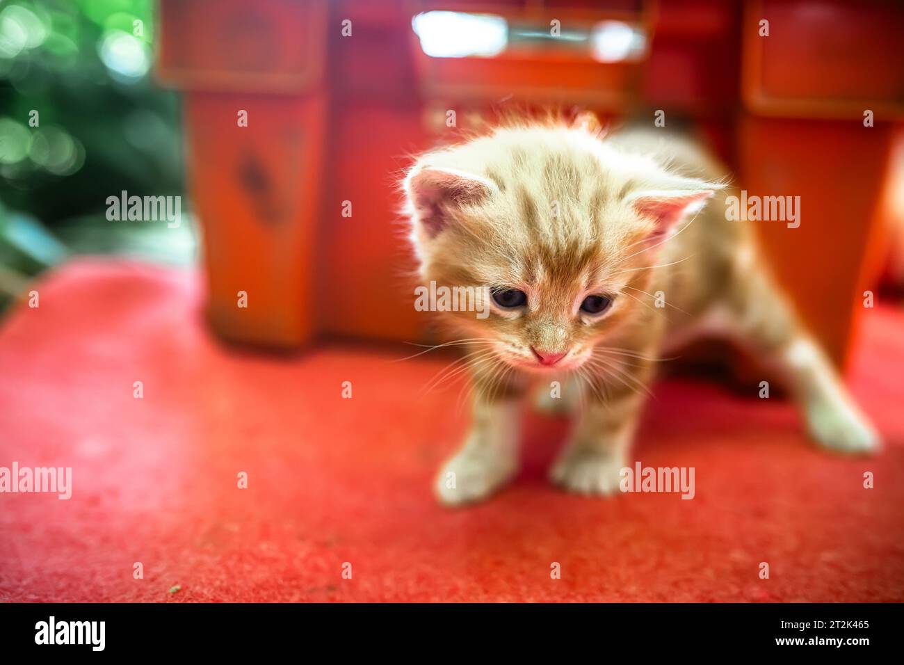 very first steps of a baby kitten exploring its surroundings. These