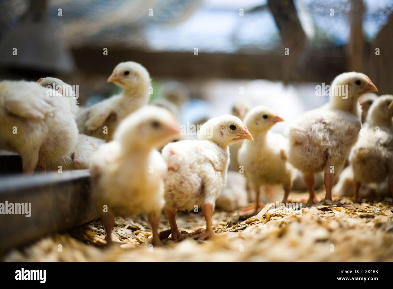 Baby Robs A Chicken Baby chickens roam around an organic farm Stock Photo - Alamy