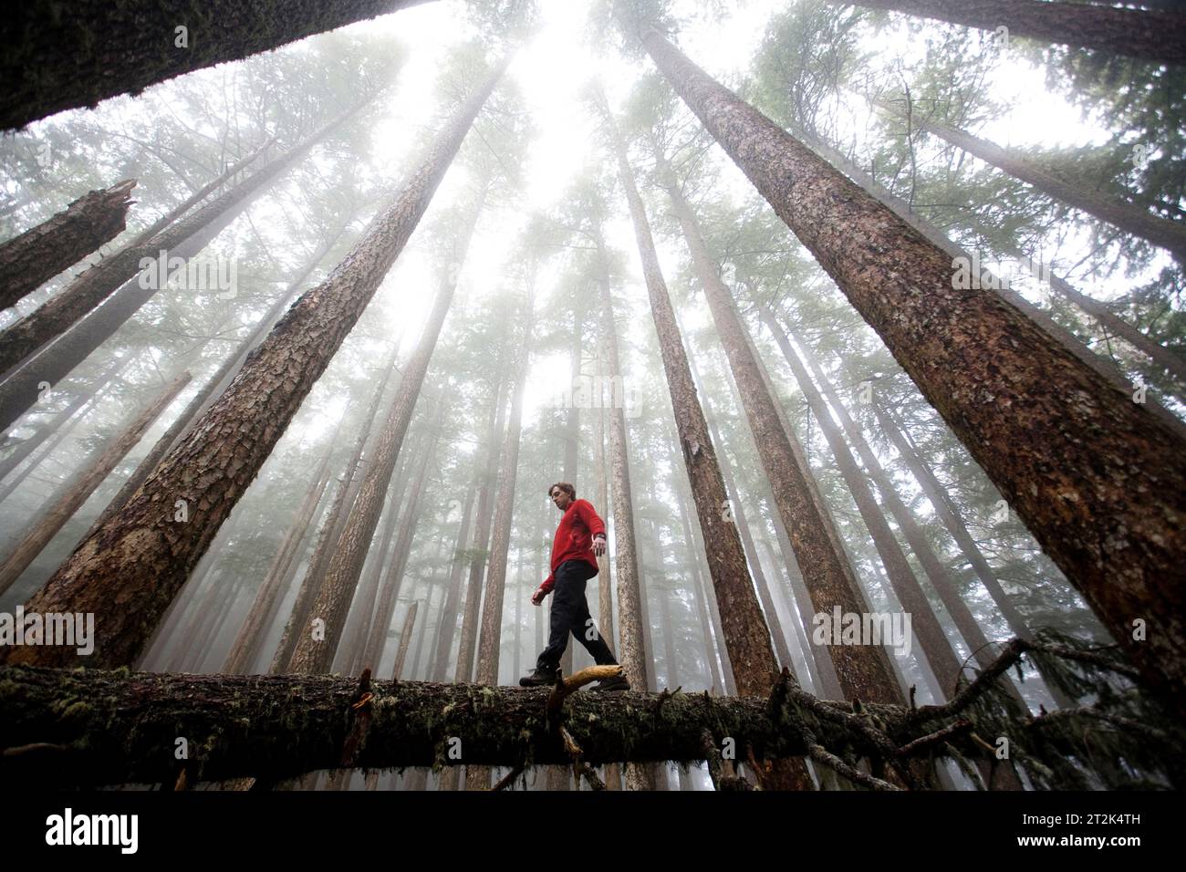 Man walking away foggy forest hi-res stock photography and images - Alamy
