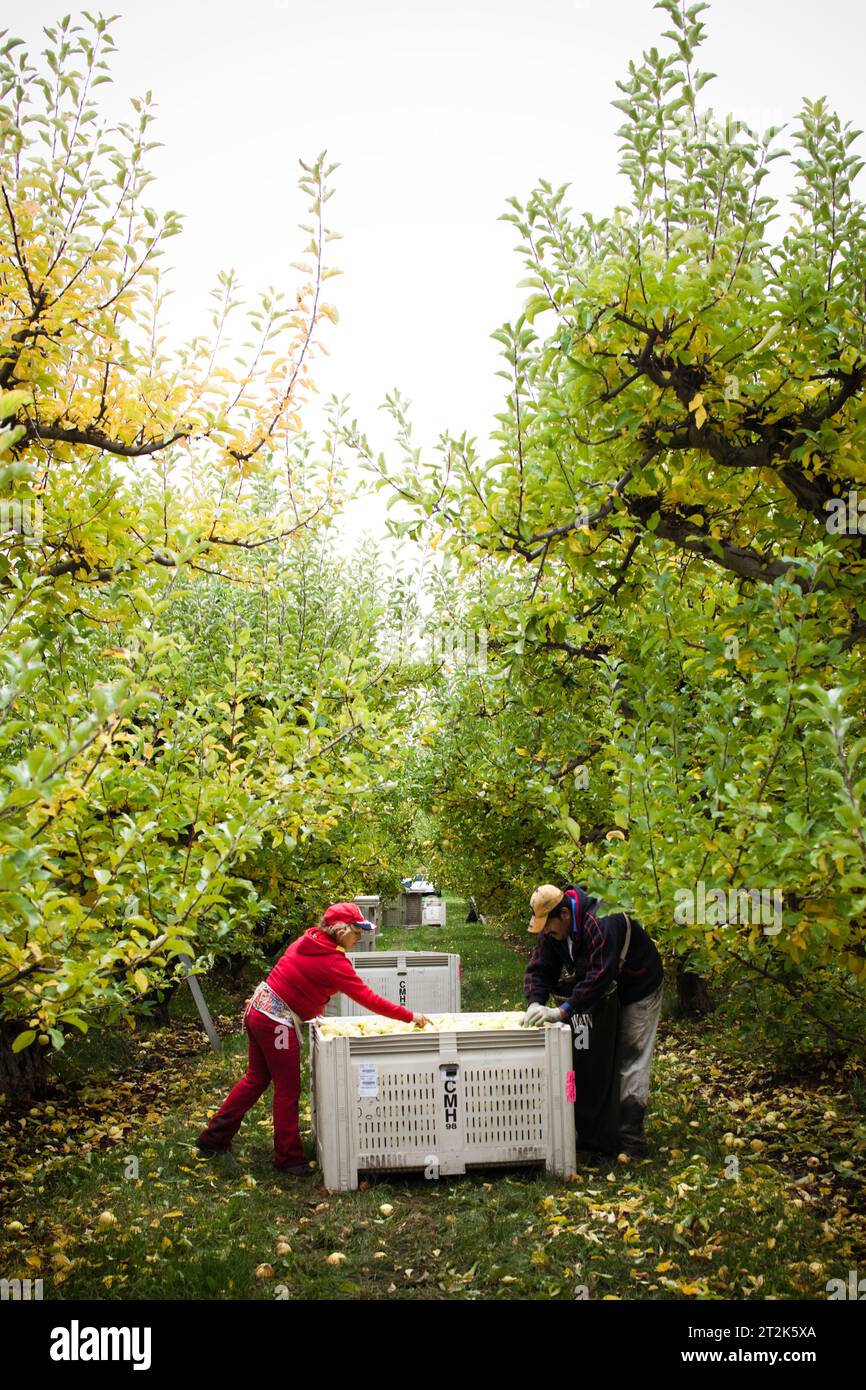 TIETON, WASHINGTON, USA. Two workers fill bins beneath apple trees as
