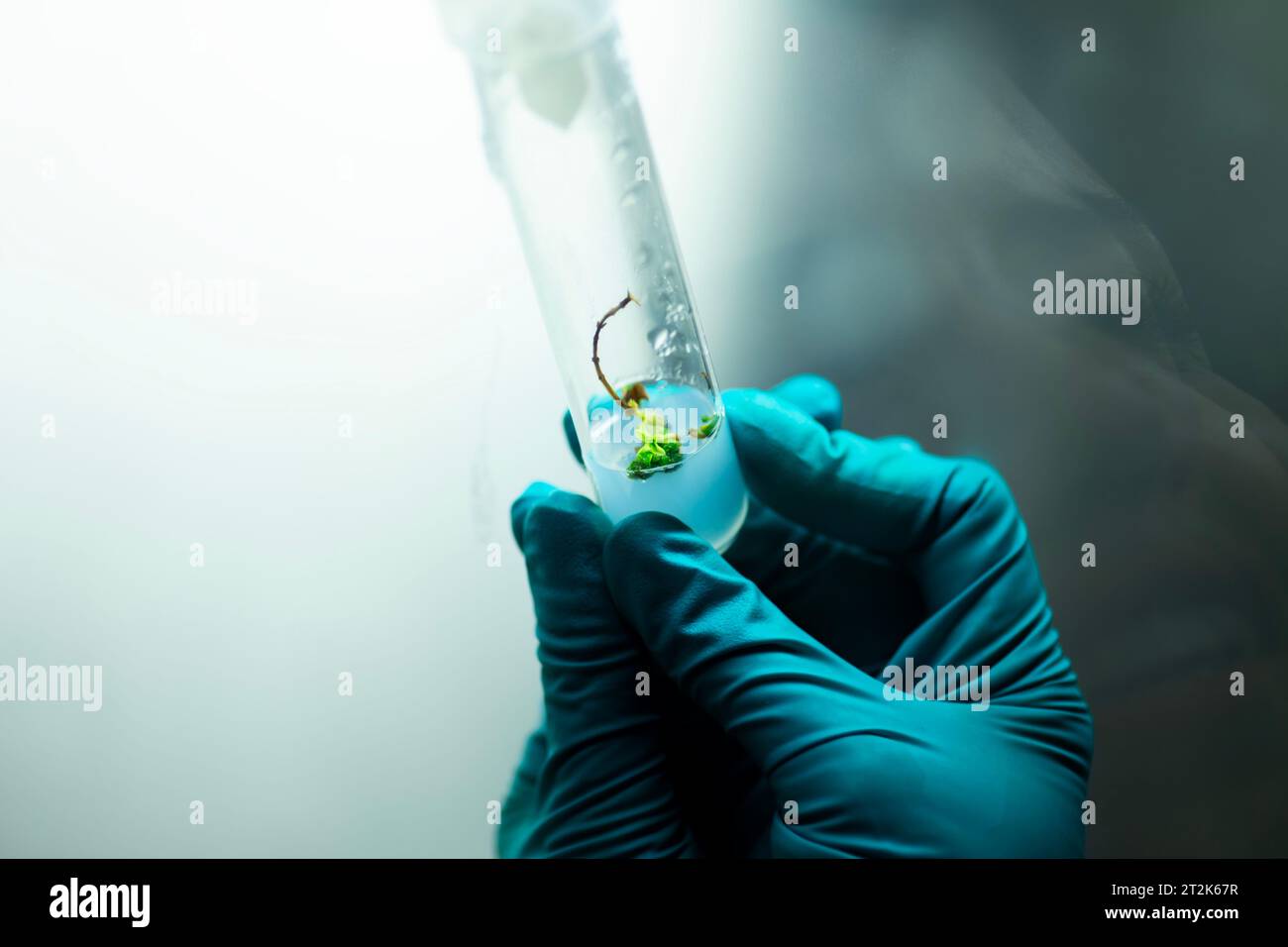 Plant Tissue Culture for Agricultural Research Stock Photo