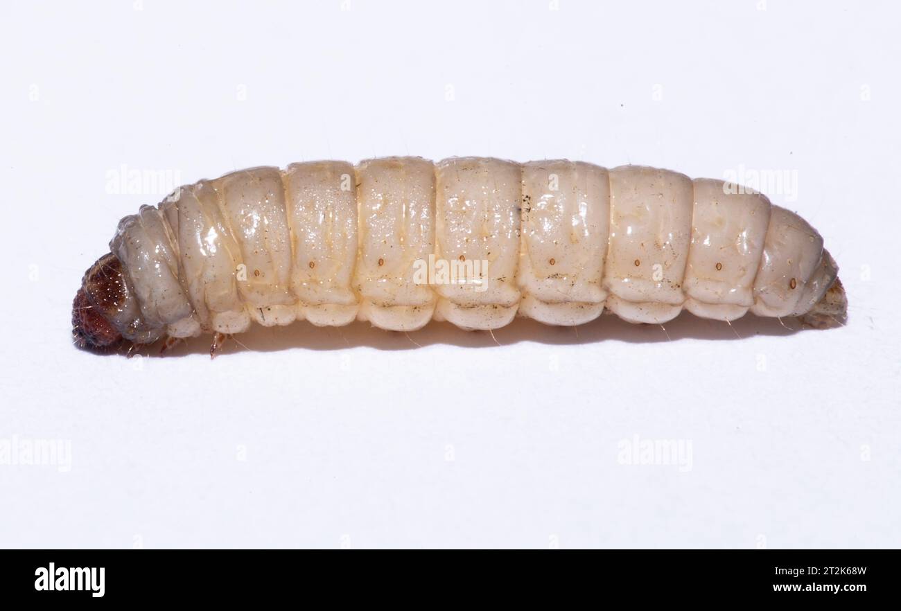 galleria mellonella using for biology as a model Stock Photo