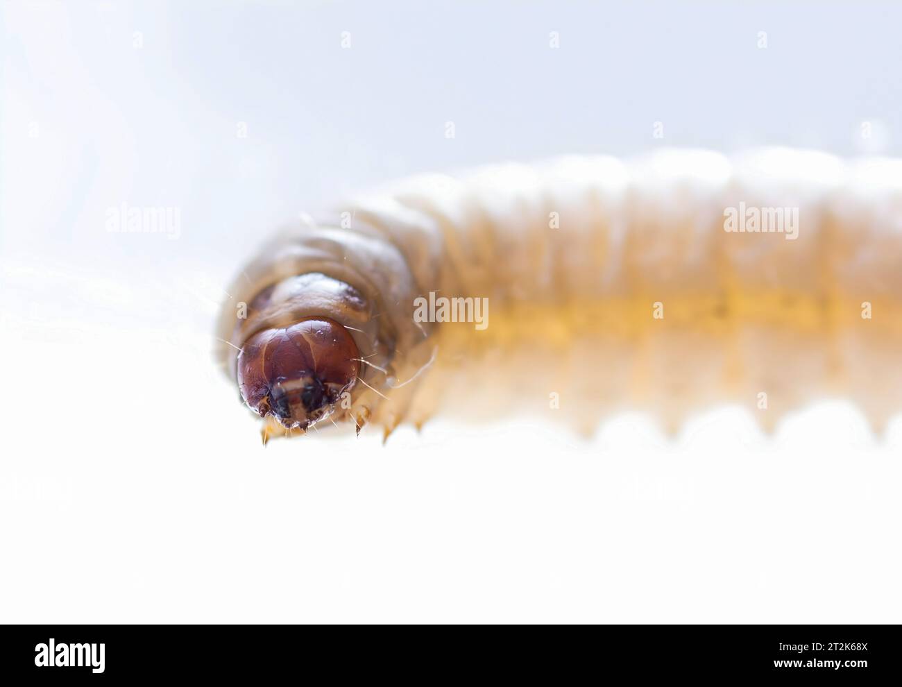 galleria mellonella using for biology as a model Stock Photo - Alamy