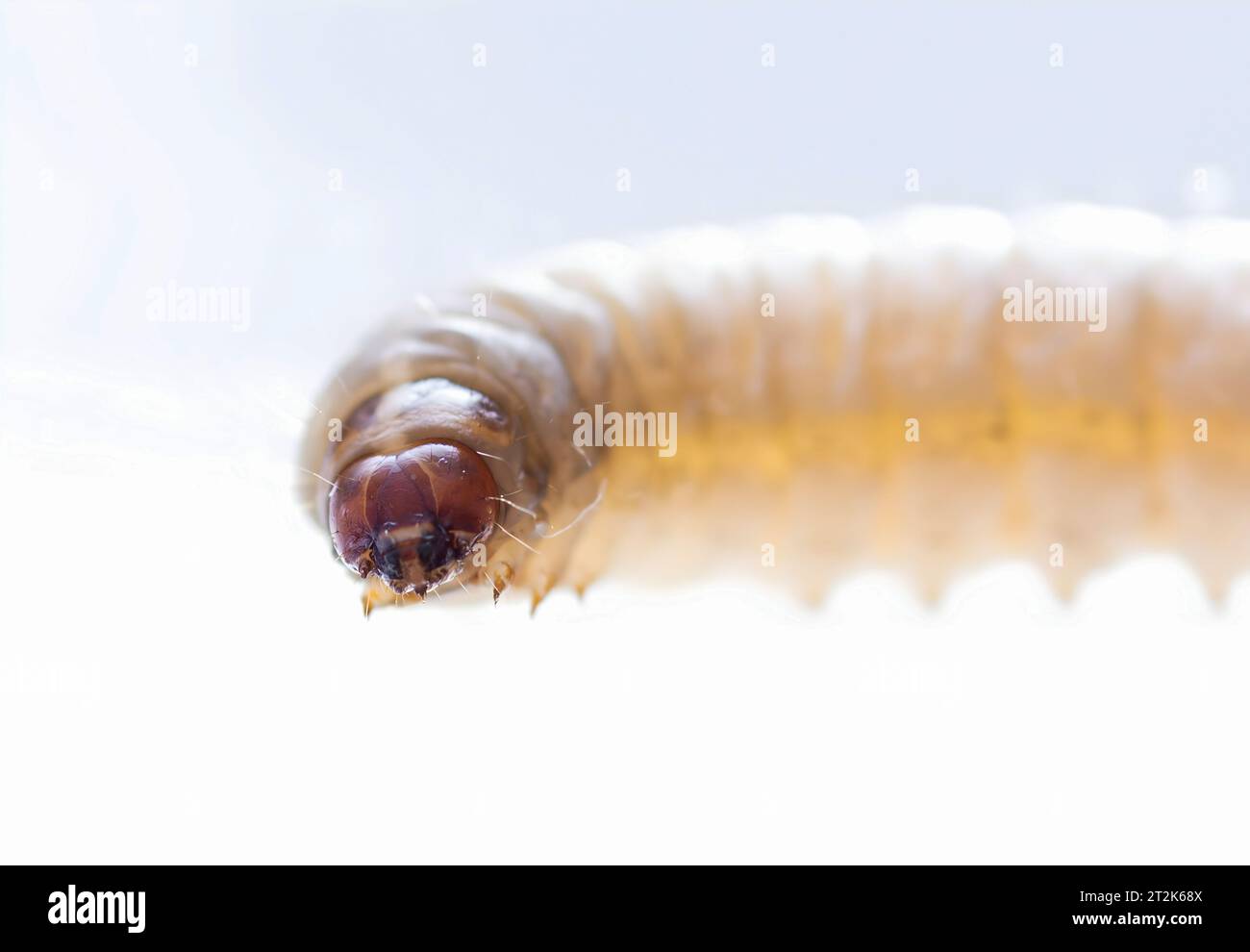 galleria mellonella using for biology as a model Stock Photo