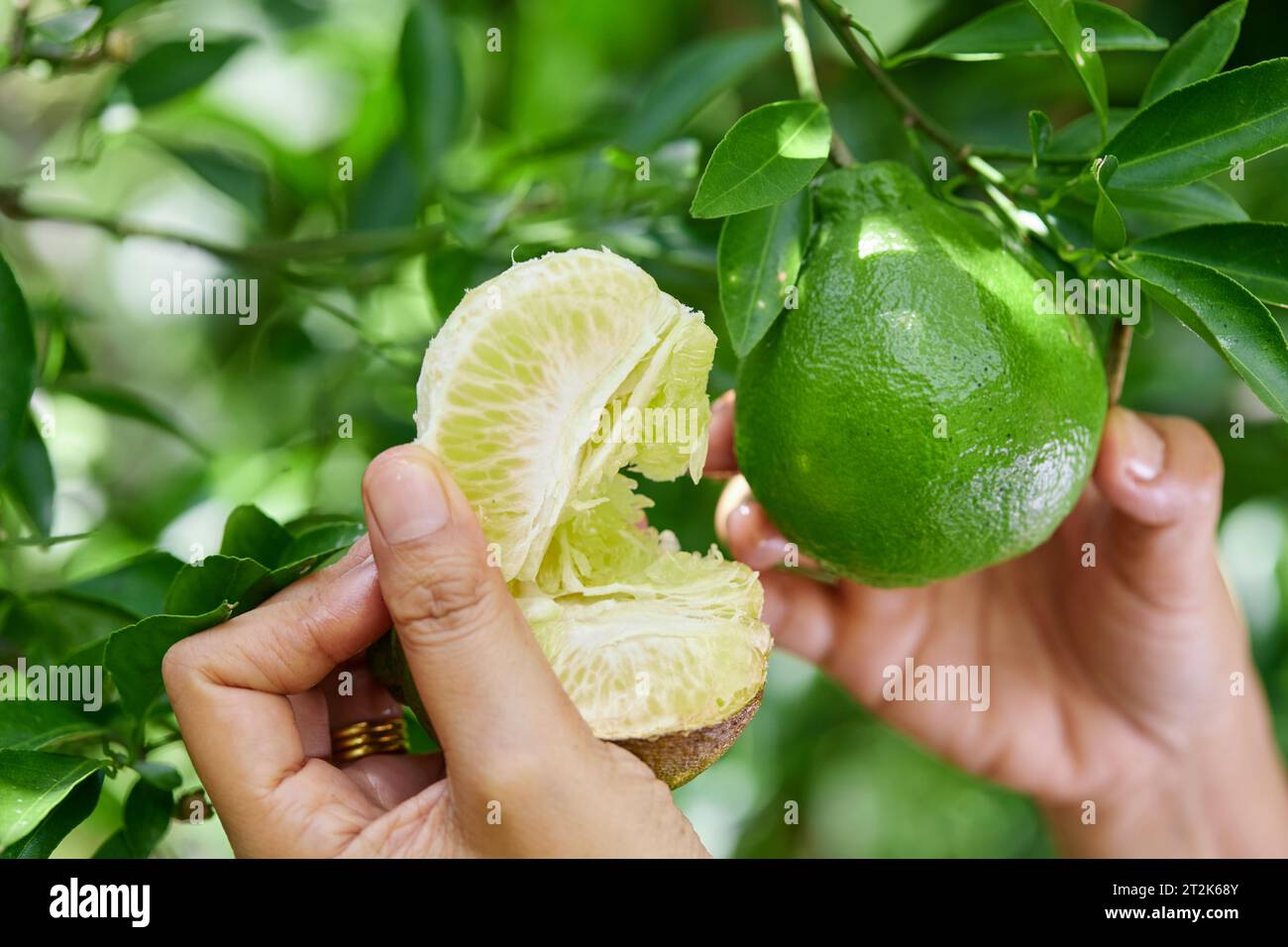 Close-up of hand holding Citrus reticulata Blanco fruit on tree Stock Photo