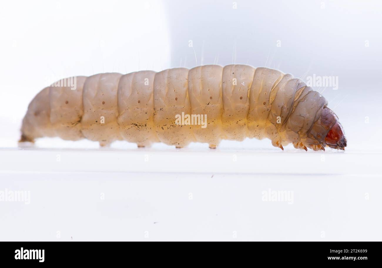 galleria mellonella using for biology as a model Stock Photo - Alamy