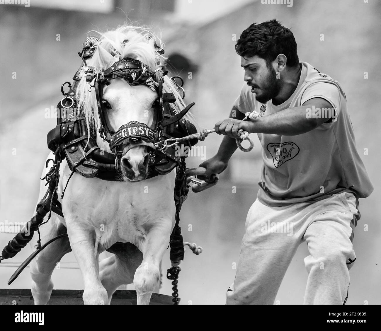 Horse pulling with draft horse in black and white Stock Photo Alamy