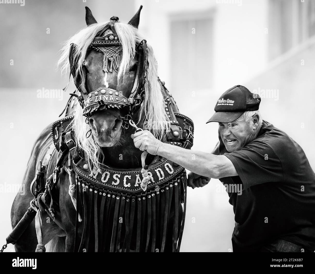 Horse pulling with draft horse in black and white Stock Photo
