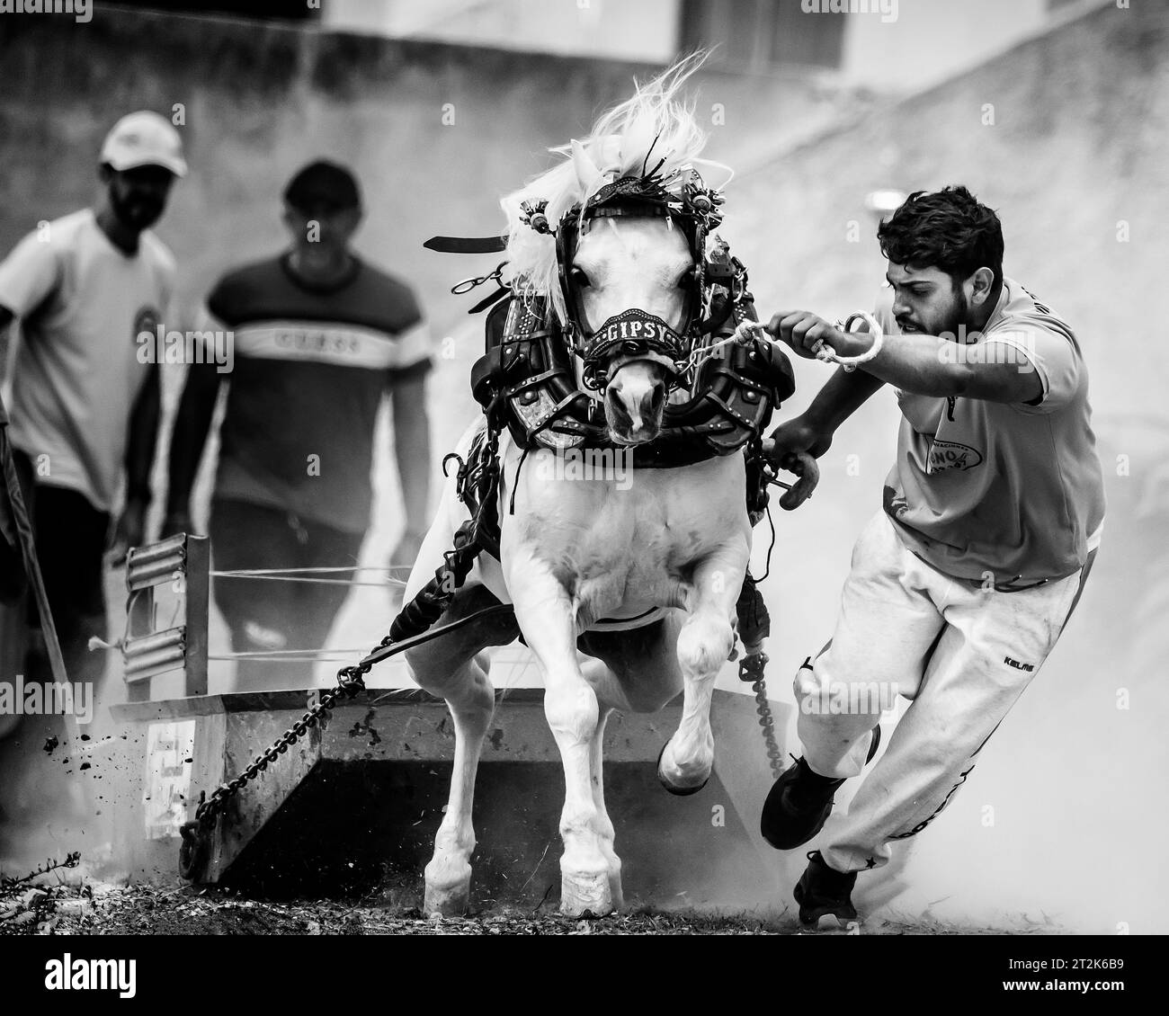 Horse pulling with draft horse in black and white Stock Photo - Alamy