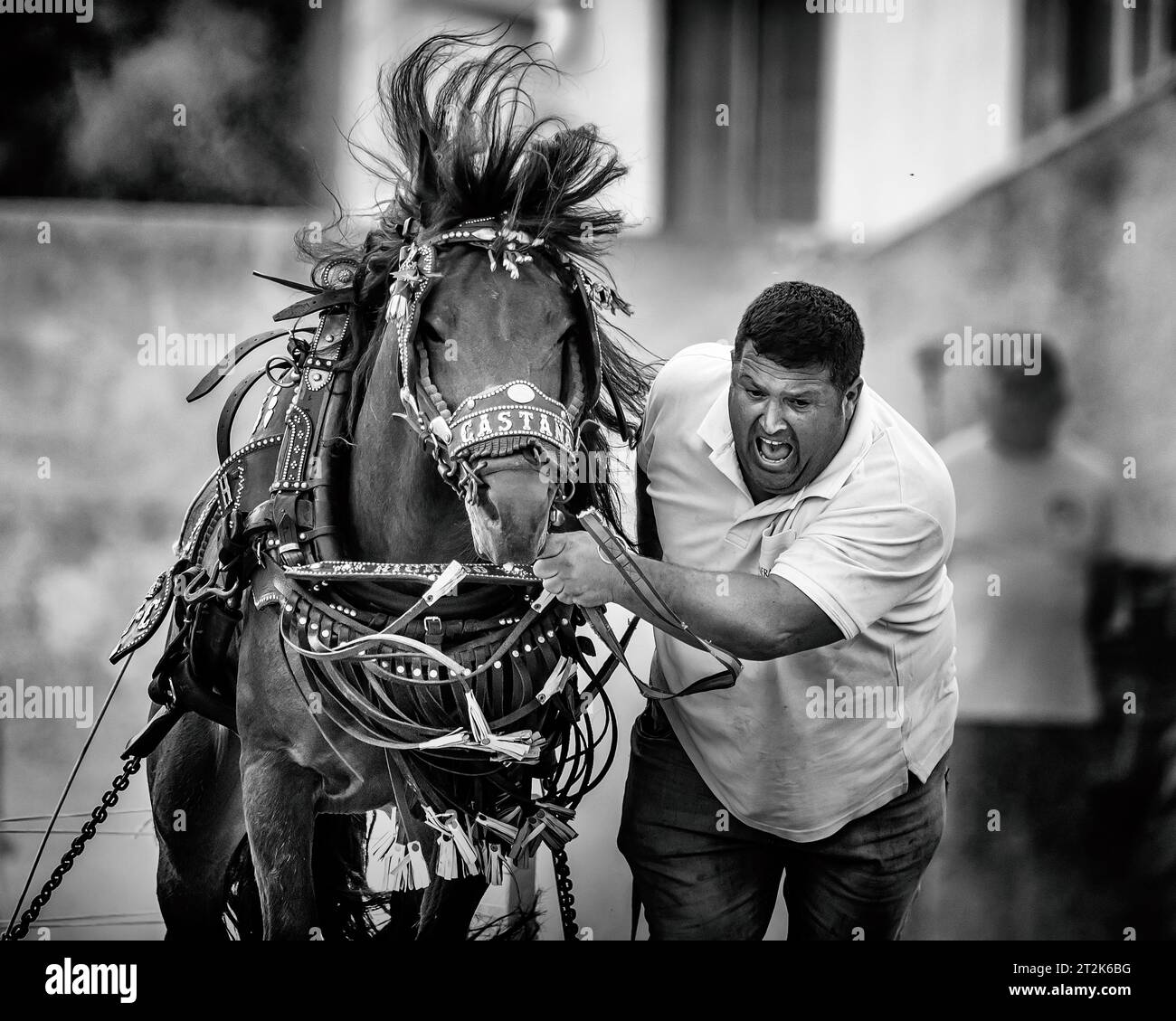 Horse pulling with draft horse in black and white Stock Photo Alamy