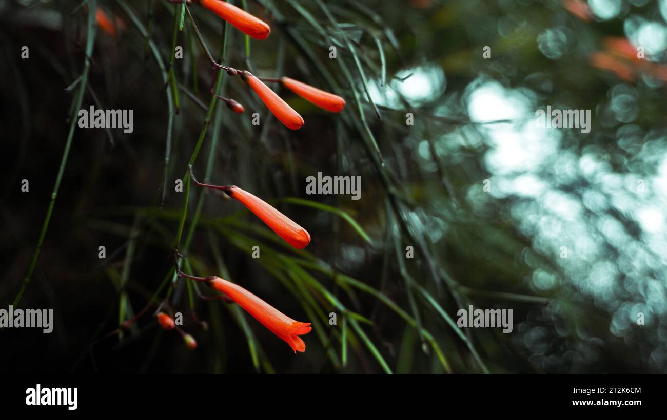 long red flowers hanging down like trumpets Stock Photo Alamy