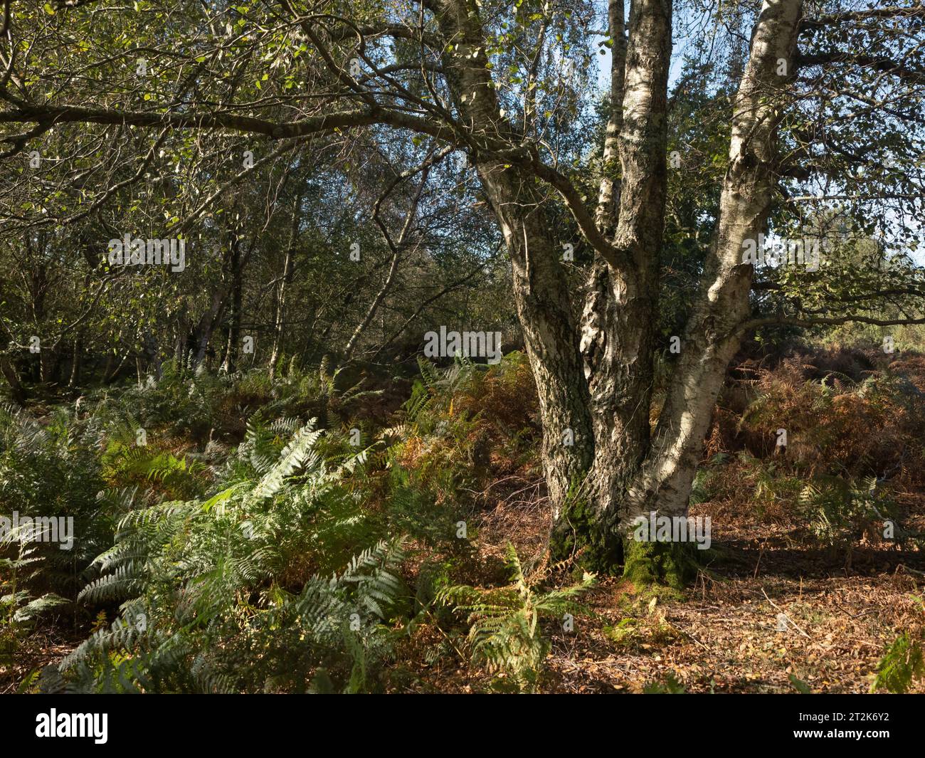 Pound common sussex hi-res stock photography and images - Alamy
