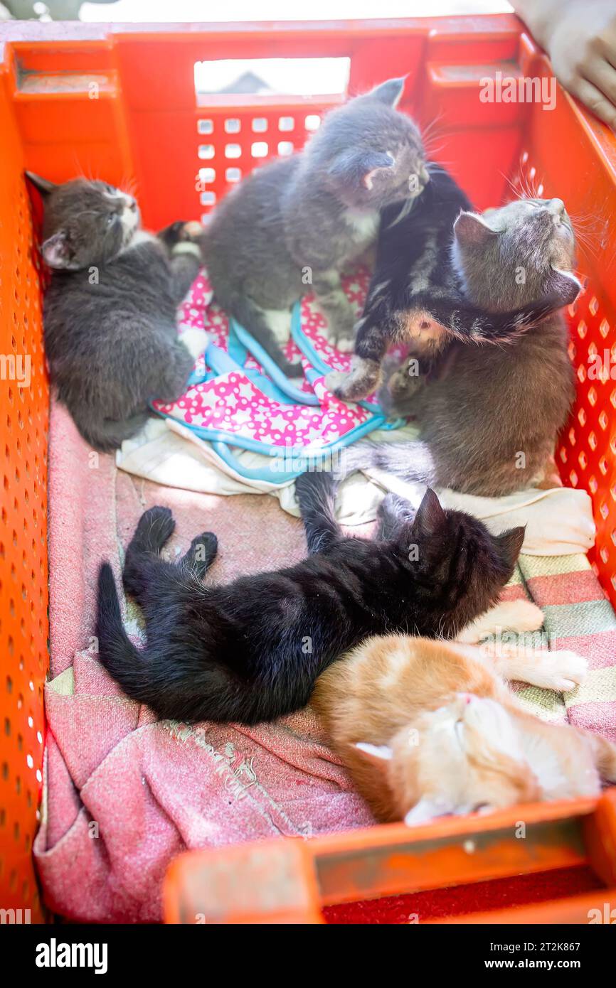 Tiny kittens find comfort in a plastic box, seeking comfort Stock Photo