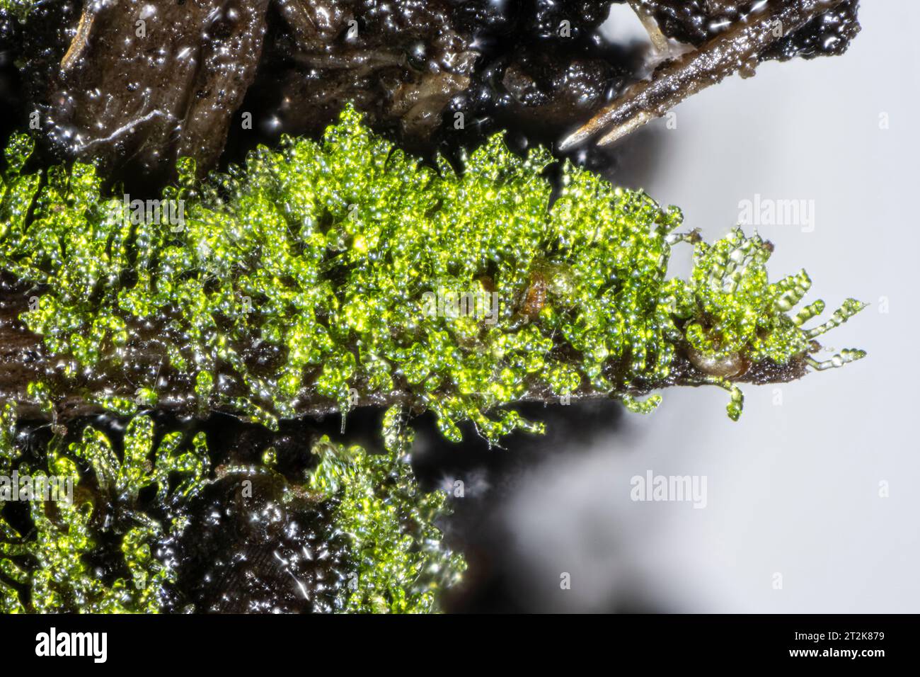 Harts Tongue Fern, Asplenium scolopendrium, cluster of gametophytes Stock Photo