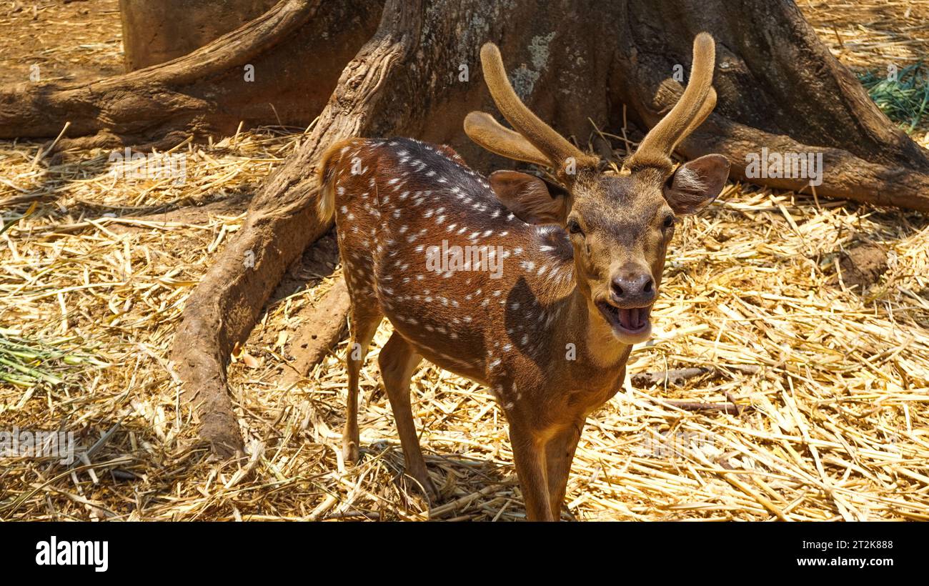 deer with white spots on its body Stock Photo Alamy