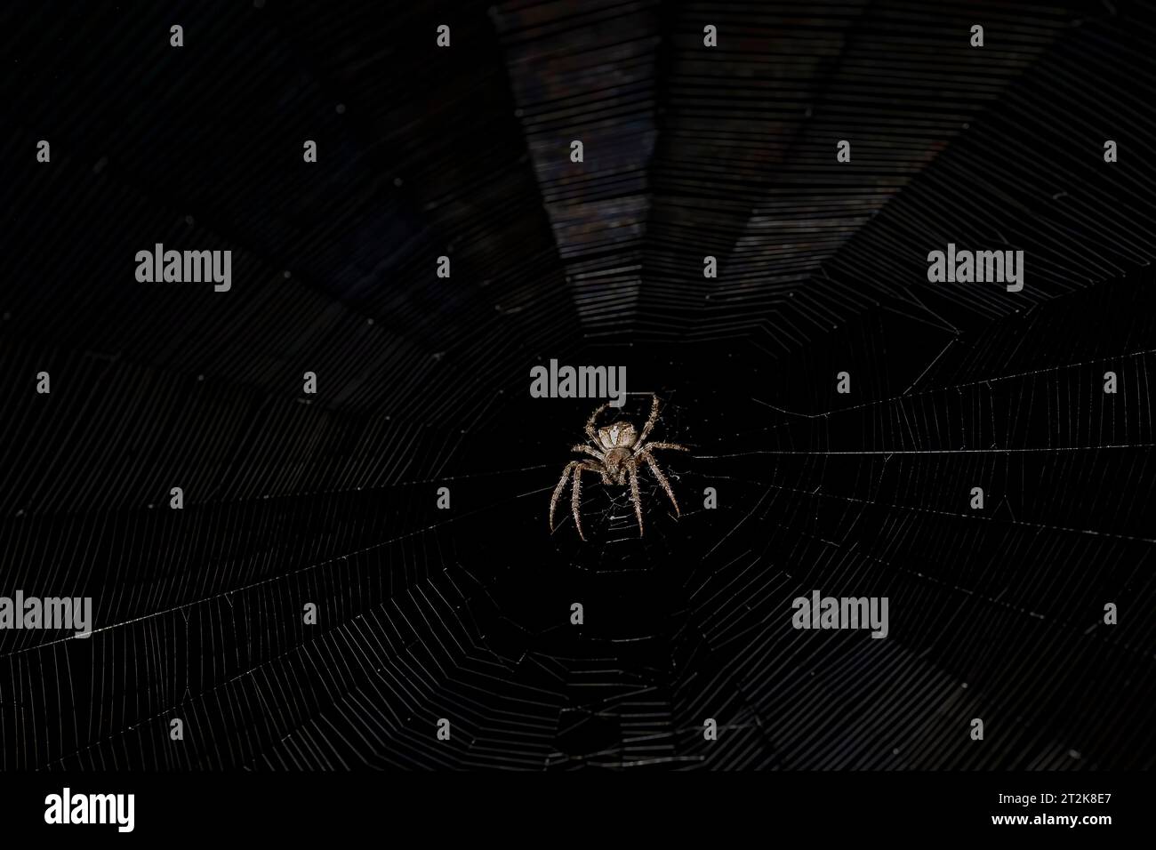 Araneus spider waits for its prey on its web at night Stock Photo