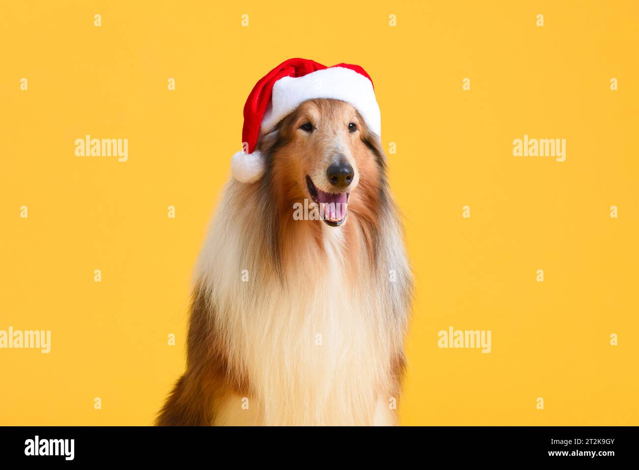 Lovely Collie dog wearing santa Christmas hat in isolated yellow color studio background Stock Photo