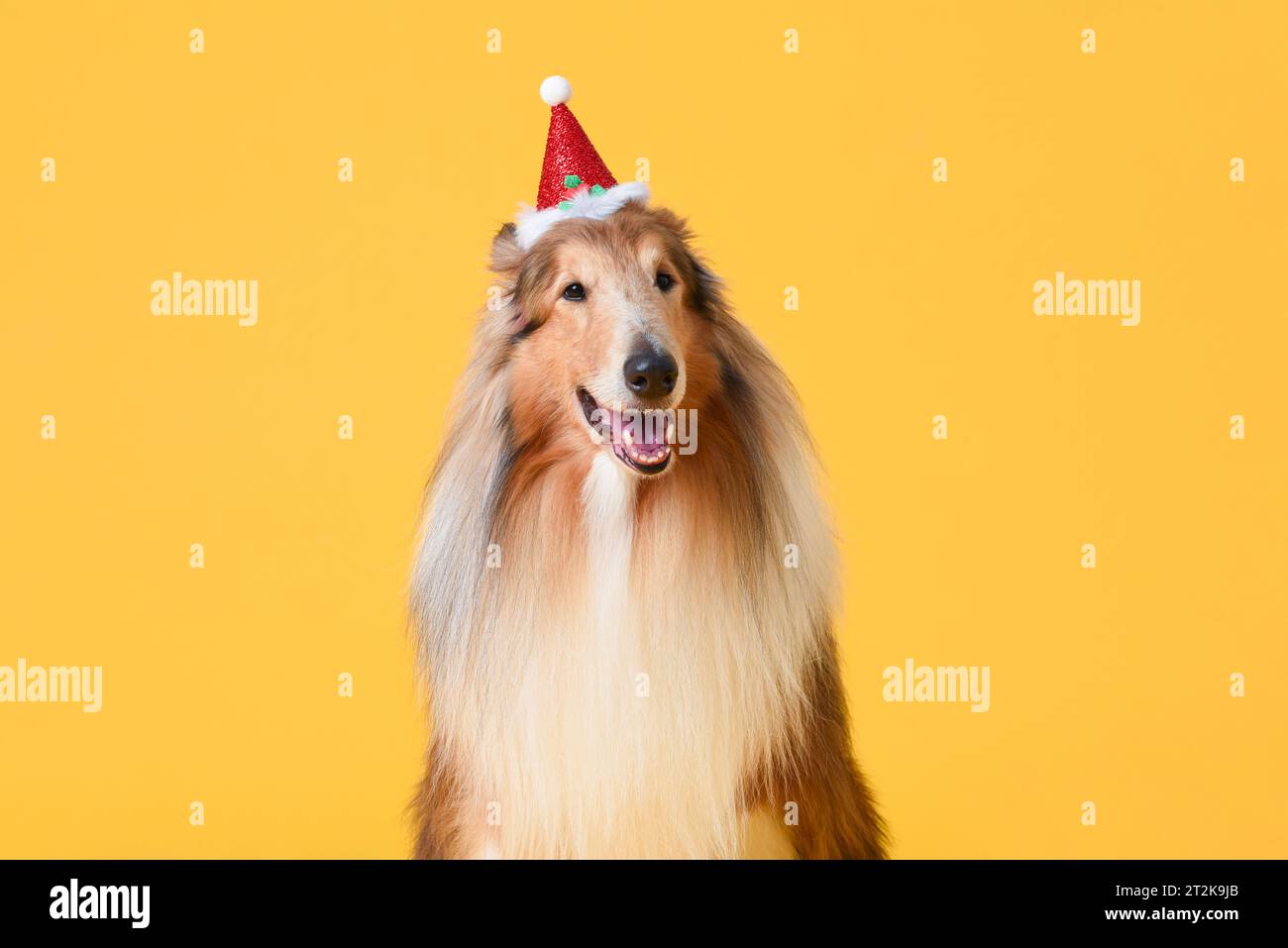 Cute Collie dog wearing Christmas party hat in isolated yellow color studio background Stock Photo