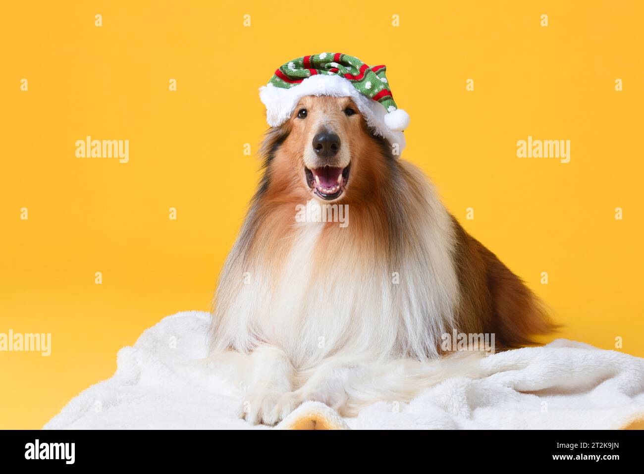 Lovely Collie dog wearing Christmas hat in isolated yellow color studio background Stock Photo