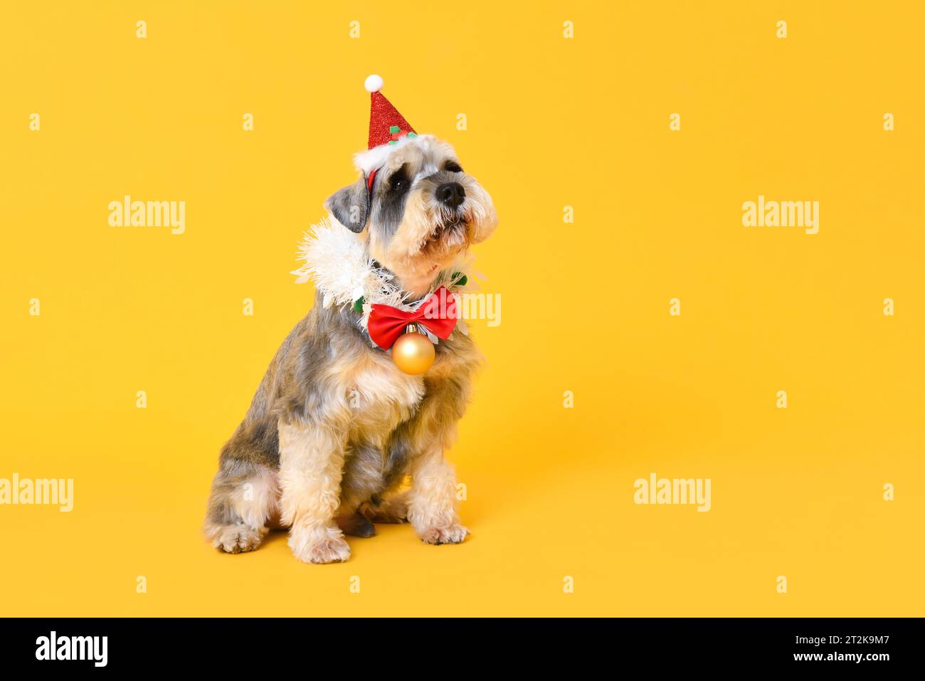 Cute fancy Christmas Schnauzer dog looking up isolated in yellow color studio background with copy space Stock Photo